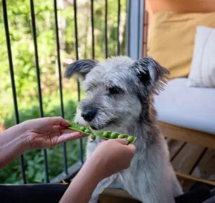 Can Dogs Eat Cucumber? Get All the Information You Need! | Purina Singapore